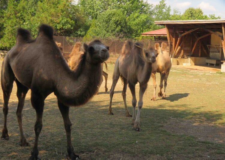 new camel 3