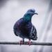 Мъж стреля по гълъб в Пловдив, арестуват го 8 Снимката е илюстративна