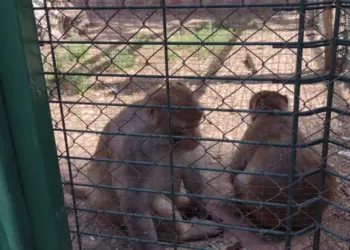 В зоопарка в Пазарджик има около 40 вида животни