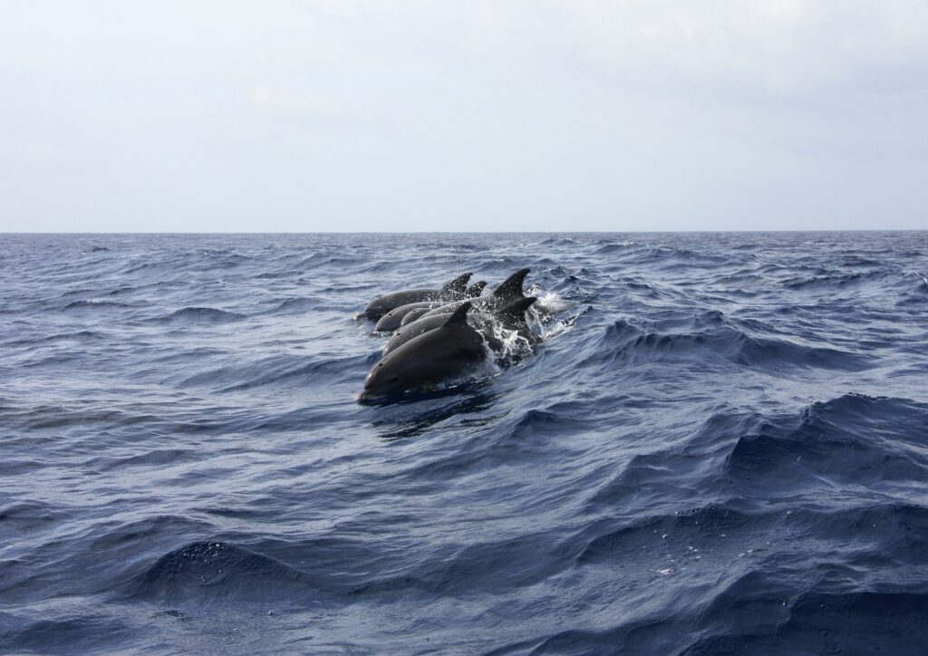 74 000 делфина има в нашата акватория на Черно море, до 20 000 са улавяни 1 Между 11 000 и 20 000 индивида от вида муткур биват улавяни годишно.