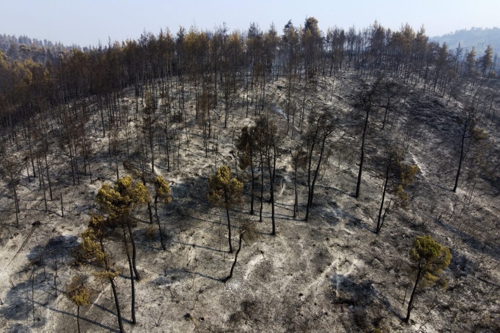 Пожар в Пазарджишко унищожи 120 дка гора 1 Снимката е илюстративна