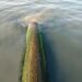 Отпадни води изтичат в морето край Синеморец 7 Отпадни води изтичат в морето край Синеморец