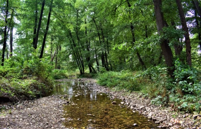 Гората на Боряна