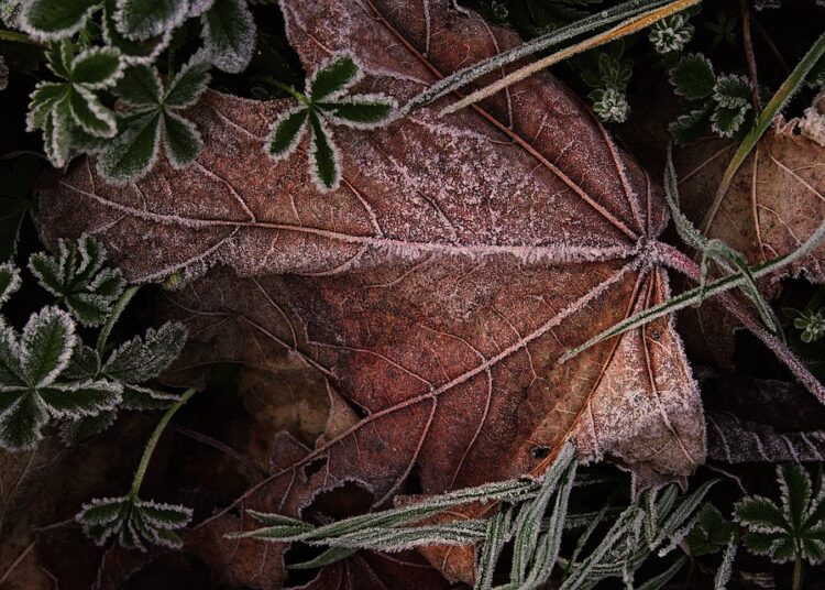Снимка: Pixabay