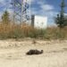 Малък креслив орел с GPS от нас загина от токов удар в Турция