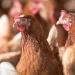 Откриха много заразен щам на птичия грип