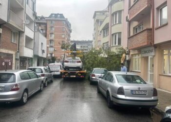 Паяк бутна дърво върху коли в Пловдив