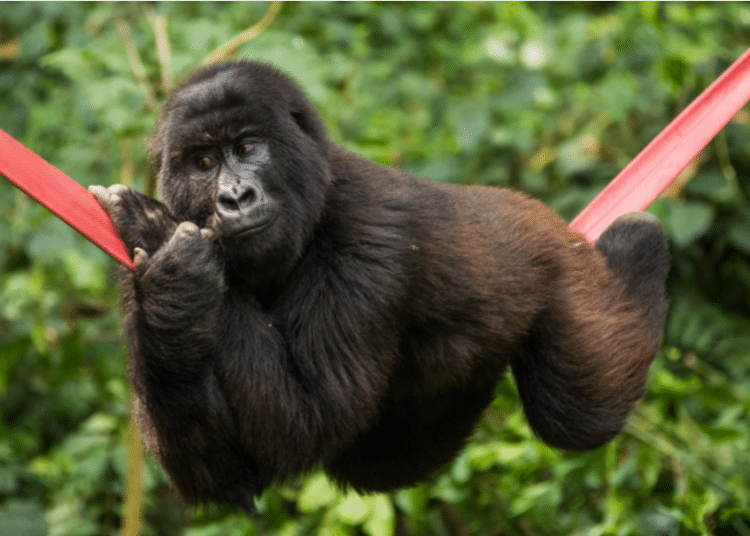 Снимка: virunga.org