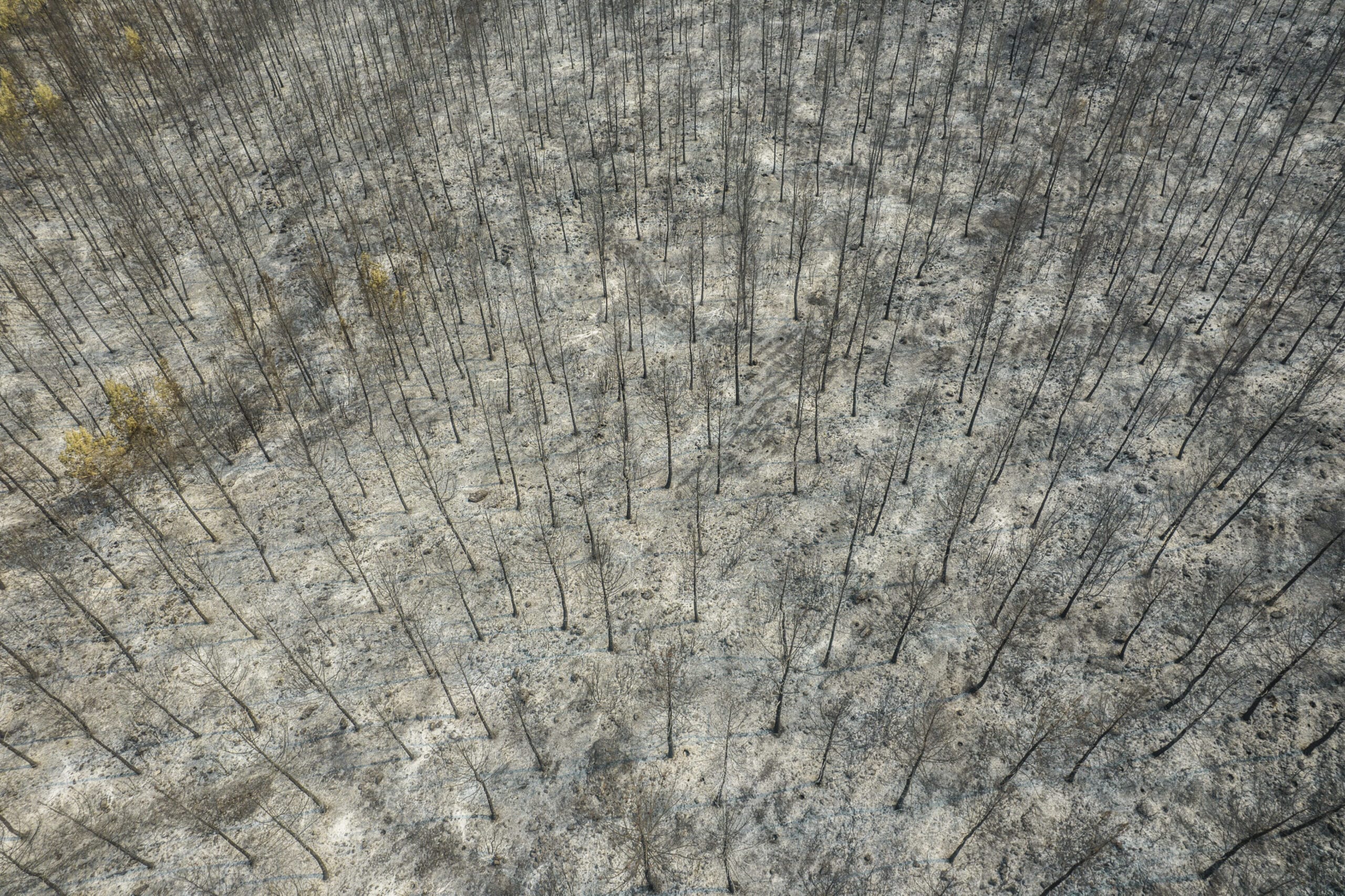 2 5 scaled