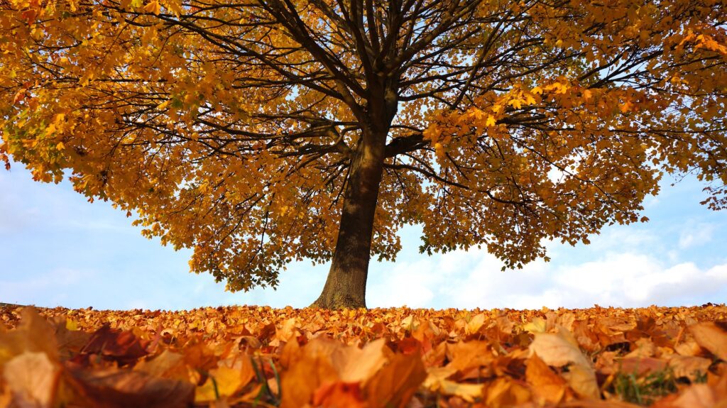 autumn gb3c361405 1920