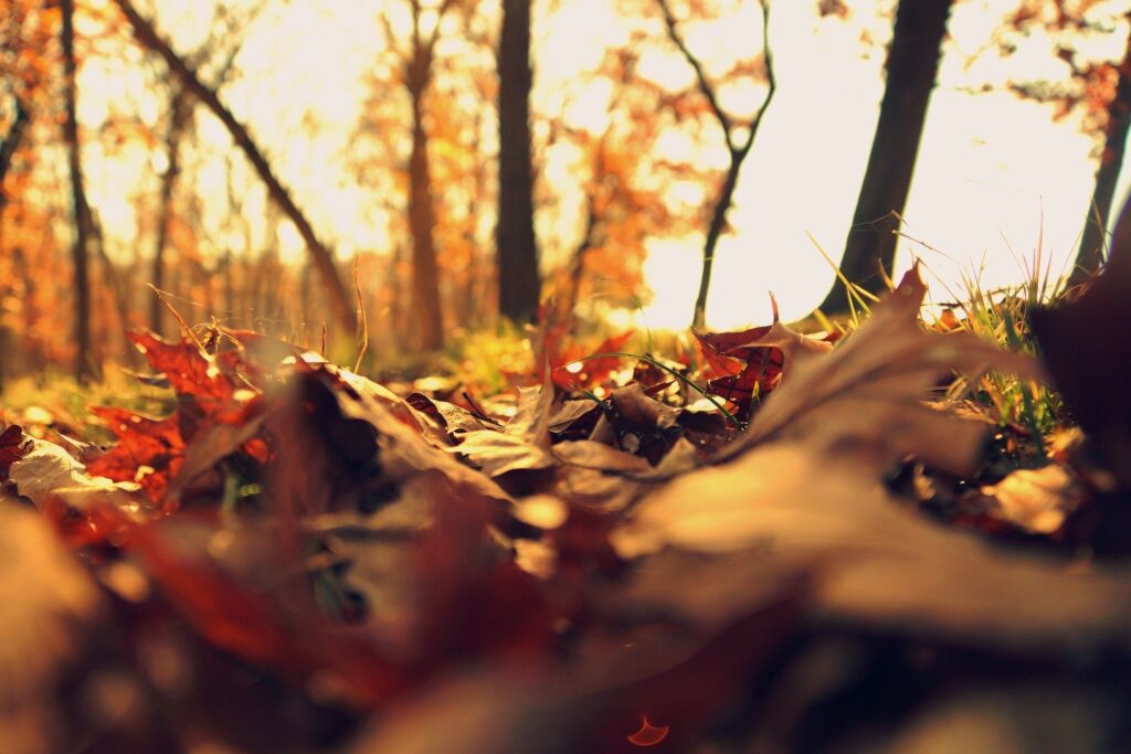 fall g8299ae4b2 1920