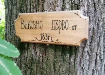 Обявихa вековни дървета в Стара Загора и Благоевград за защитени