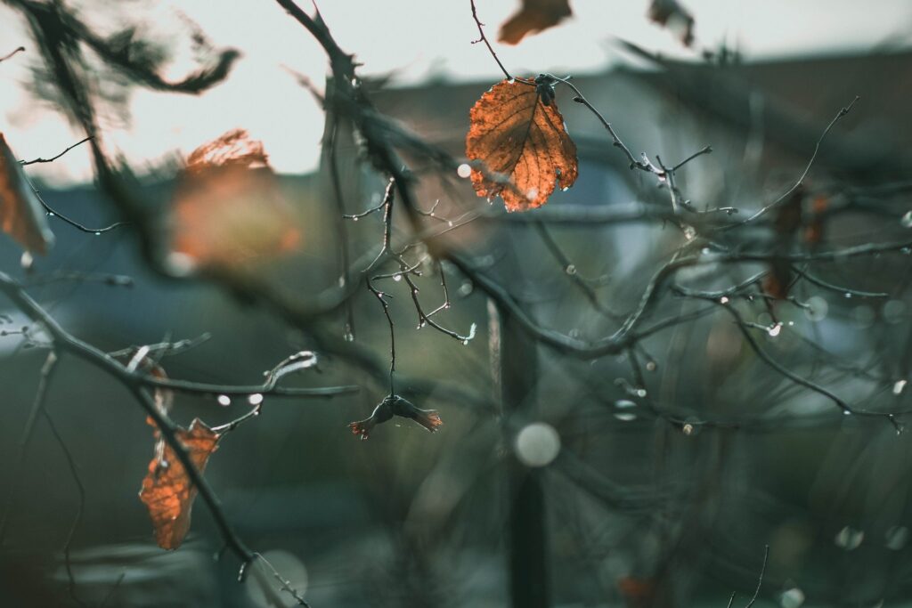 leaves g7c9be3cb8 1920