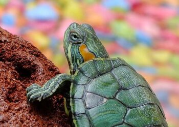 Костенурки застрашават самолетите в Токио, затварят писти