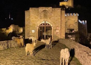 Кози окупираха Царевец, глоба грози собственичката на животните