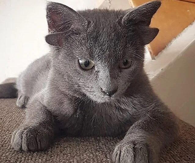 котка четири уши