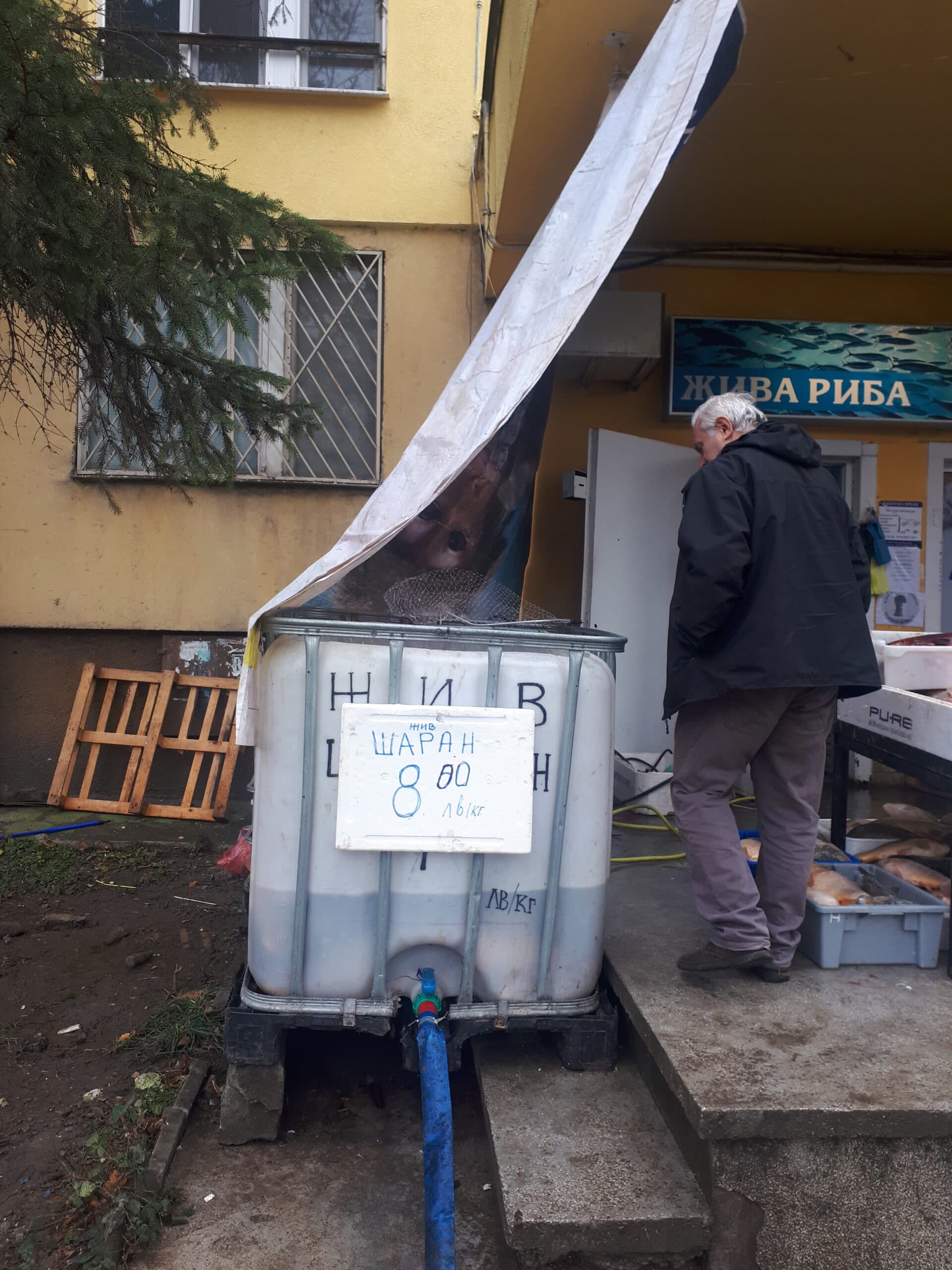 Котлет от шаран е хитът за Никулден (СНИМКИ) 7 20211206 111309 1 scaled