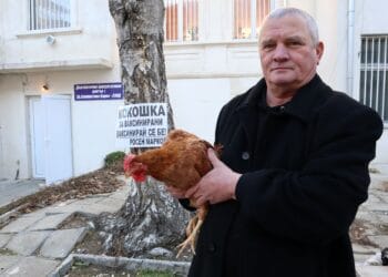 Кокошка заа всеки ваксинирал се във Варна