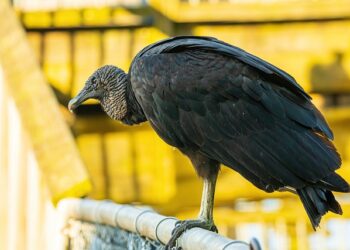 Черни лешояди за първи път от 20 г. в Софийския зоопарк