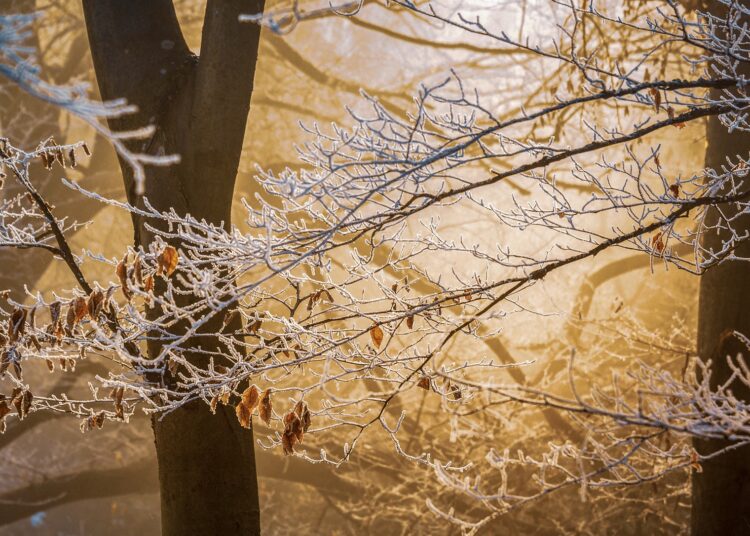 Снимка: Pixabay