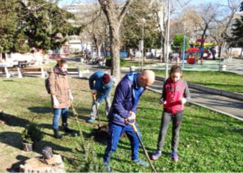 За пета поредна година в Бургас засаждат живи коледни елхи