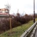 Над 1700 дръвчета засаждат в Община Несебър