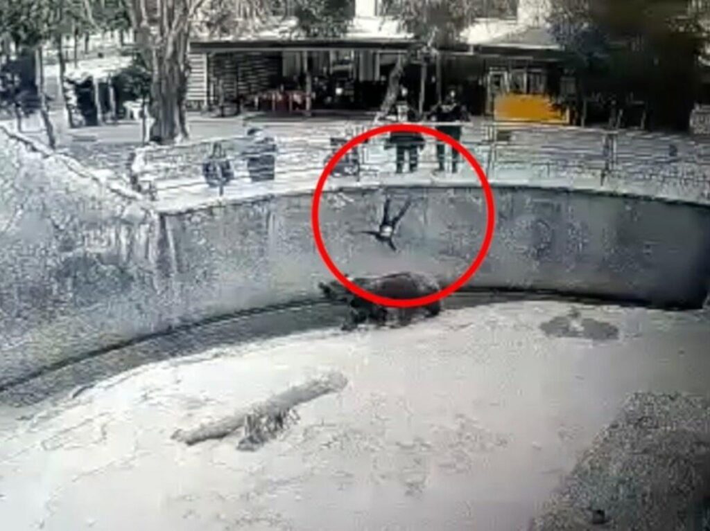 дете мечка узбекистан