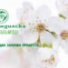 Ясни са имената на кандидатките за короната на „Кюстендилска пролет“