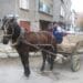 От 1 юни край с каруците по софийските улици 8 От 1 юни край с каруците по софийските улици