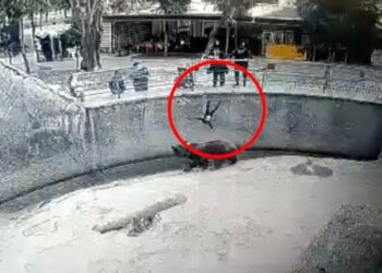 Майка хвърли детето си в клетката на мечка