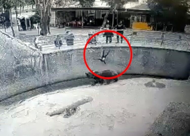 дете мечка узбекистан