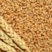Няма пряка заплаха за продоволствената ни сигурност