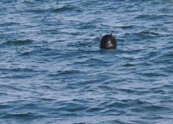 ВМС не са открили мини в българските води в Черно море