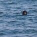 ВМС не са открили мини в българските води в Черно море