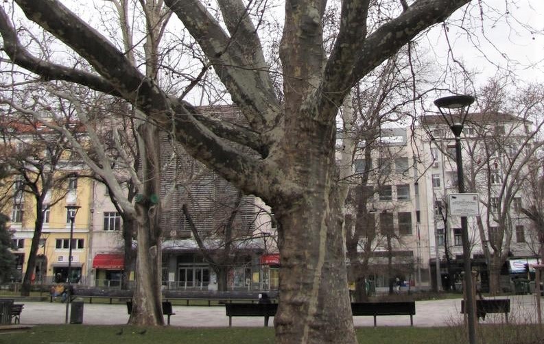 МОСВ обяви за защитени вековните чинари в градината „Кристал“ 1 дърво мосв
