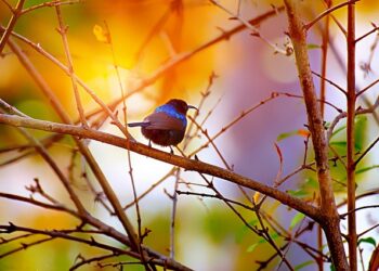 black throated sunbird 6967439 640