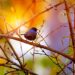 black throated sunbird 6967439 640