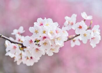 cherry blossoms 2218781 640