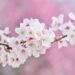 cherry blossoms 2218781 640