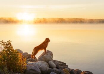 nova scotia duck tolling retriever 5953889 640