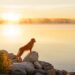 nova scotia duck tolling retriever 5953889 640