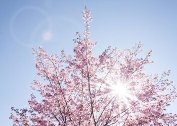 spring 733507 640
