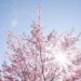 spring 733507 640
