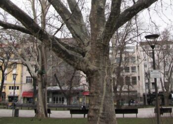 МОСВ обяви за защитени вековните чинари в градината „Кристал“