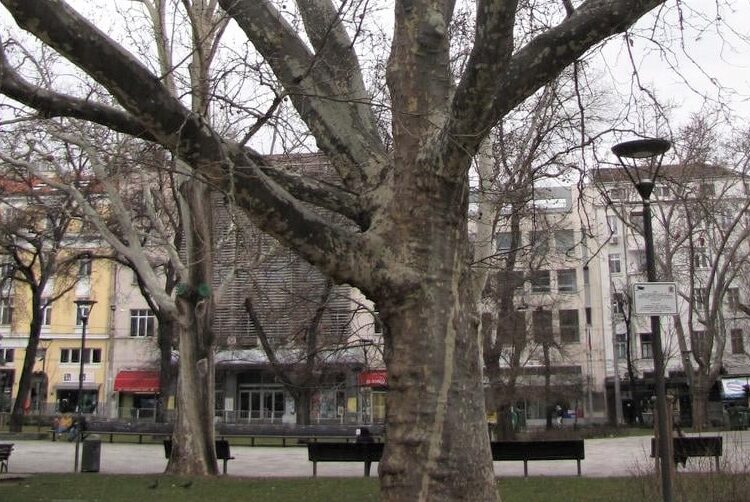 МОСВ обяви за защитени вековните чинари в градината „Кристал“ 1 дърво мосв