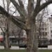 МОСВ обяви за защитени вековните чинари в градината „Кристал“