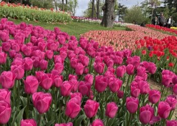 282C8B75A FD20 41EC 9EB1 EBEB9F08F689