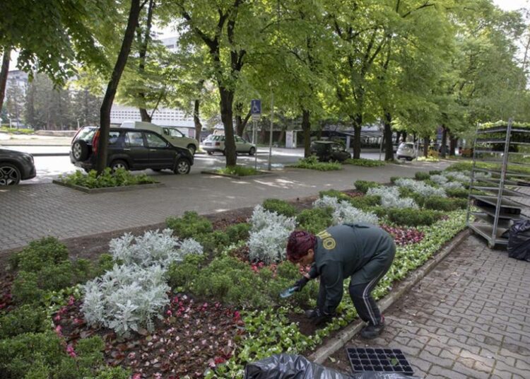 Хиляди нови цветя красят старозагорските паркове 1 991 ratio stara zagora parkove cvetia