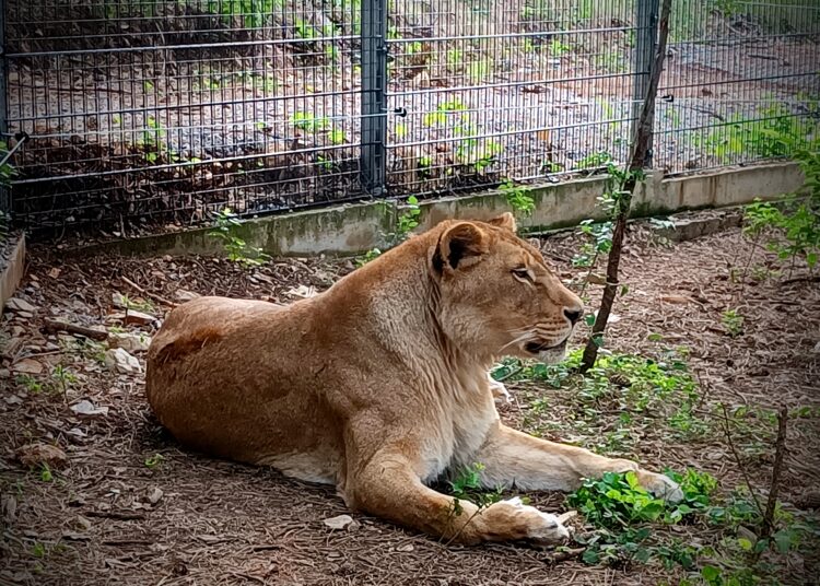 Косара