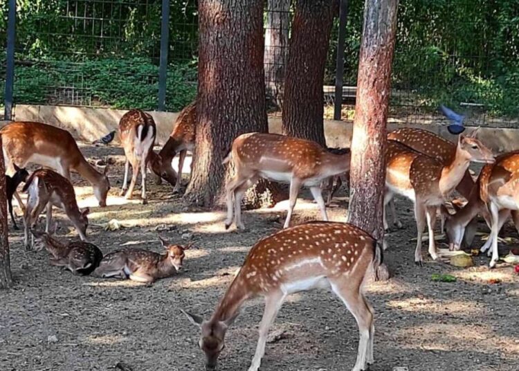 991 ratio zoopark stara zagora